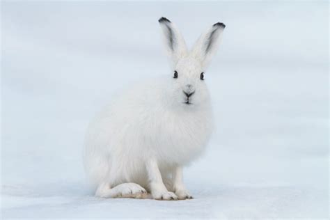 Rabbit Symbolism & Meaning & the Rabbit Spirit Animal | UniGuide