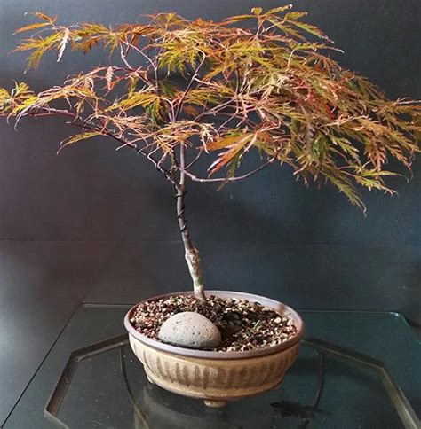 "Red Dragon" Japanese Maple Steals the Show - Bonsai Akira