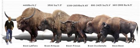 Ancient Bison - All About Bison