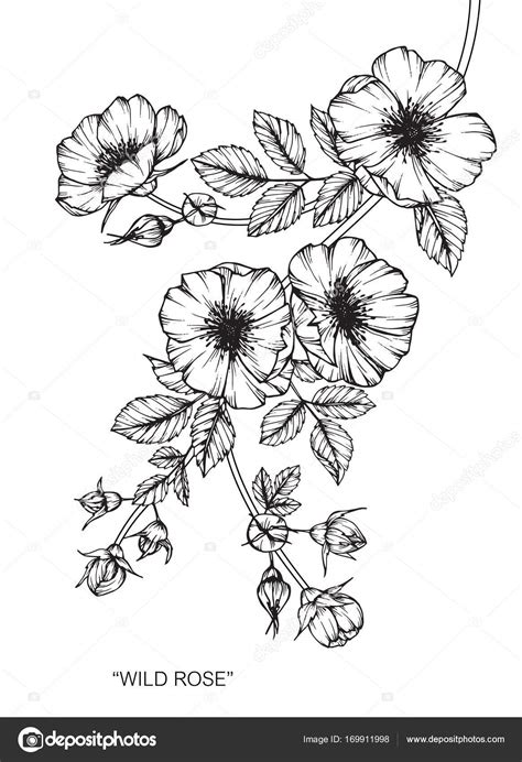 Wild rose flower. Drawing and sketch with black and white line-art ...