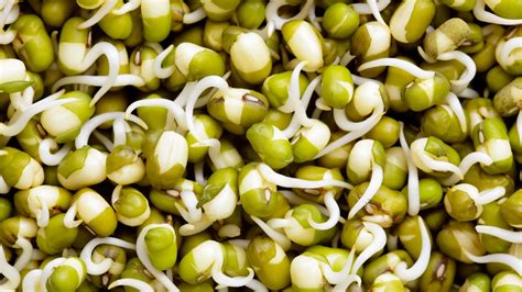 Mung Bean Sprouts: How to Grow Them and Why You Should | Bon Appétit