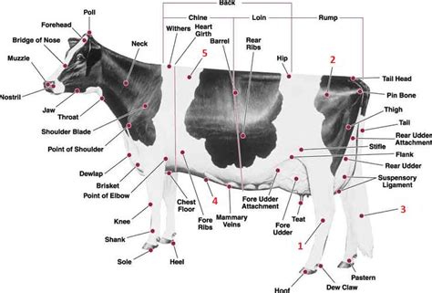 38 best what part of a cow chart images on Pinterest