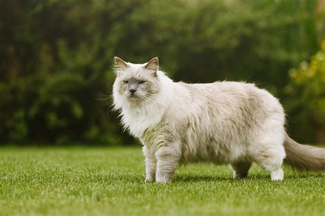 Largest Cat Breed