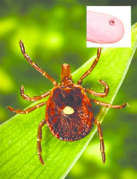 FIGURE. Heartland virus has been found in the Lone Star tick (Amblyomma... | Download Scientific ...