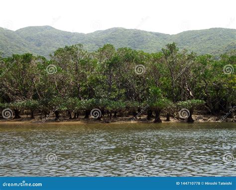 Mangrove Virgin Forest In Amamigunto National Park, Amami Oshima, Kagoshima, Japan Royalty-Free ...