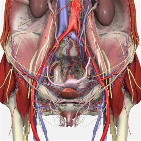 Pelvic Floor Muscles Anatomy Ct | Review Home Co