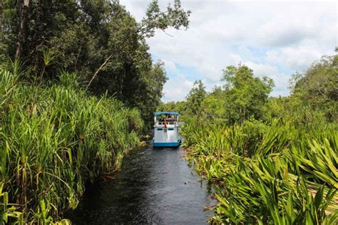 Tanjung Puting National Park » An Incredible Trekking Experience with Wild Orangutans - Love and ...