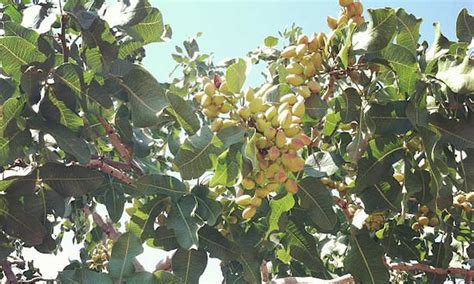 Pistachio Tree Care: Plant, Care, And Harvest The Nuts | Epic Gardening