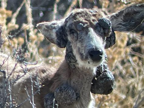 This Mule Deer Has Fibromas. It's Freaking Out the Public | Outdoor Life