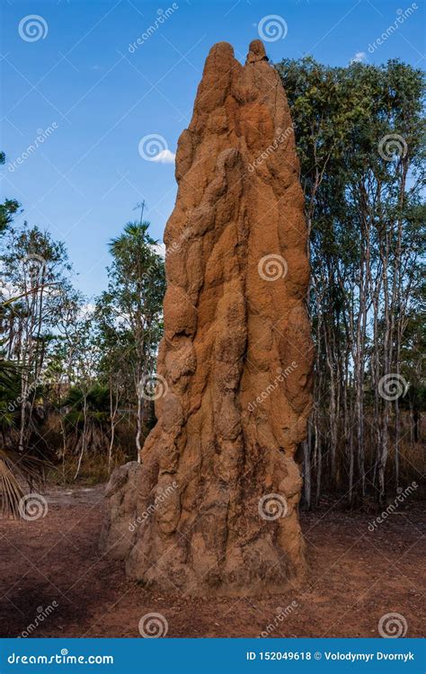 Litchfield Cathedral Termite Mounds Stock Photography | CartoonDealer.com #261232898