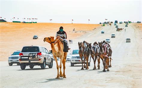 Al Dhafra Festival 2022: Dates, Location, Events & More - MyBayut