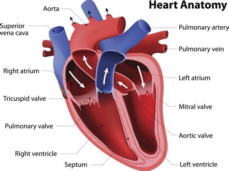 Draw A Labelled Diagram Of Internal Structure Of Human Heart And | Porn ...