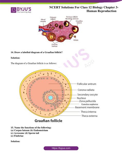 Human Fertilization Diagram