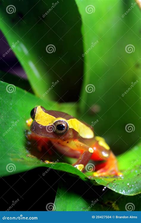 Clown Tree Frog stock photo. Image of close, plant, jungle - 20427504