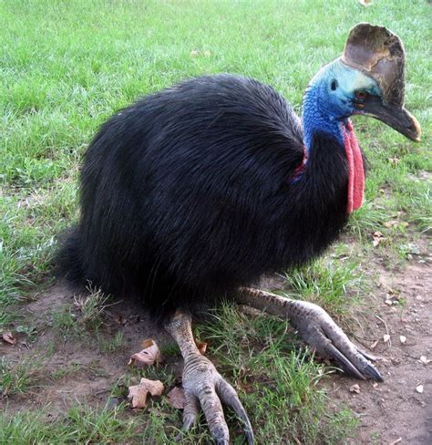 Casuario | Scary animals, Cassowary, Pet birds