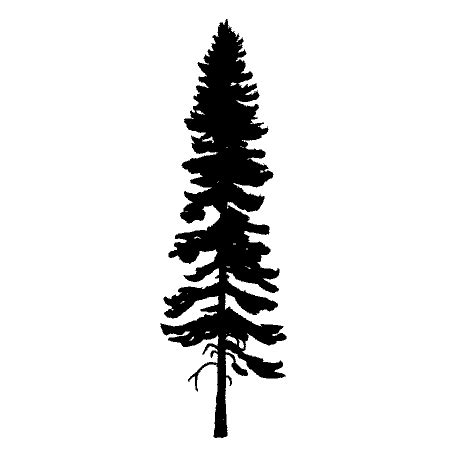 Cedar Tree Drawing - Cliparts.co