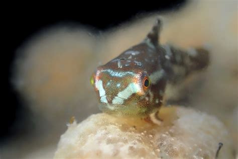 Lumpfish | Chesapeake Bay Program