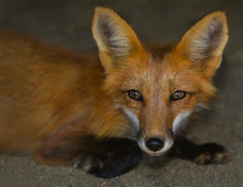 Domesticated Foxes | Pets Perfection