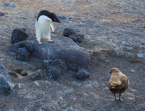 Penguins 1 – Skuas 0 | Ice Stories: Dispatches From Polar Scientists