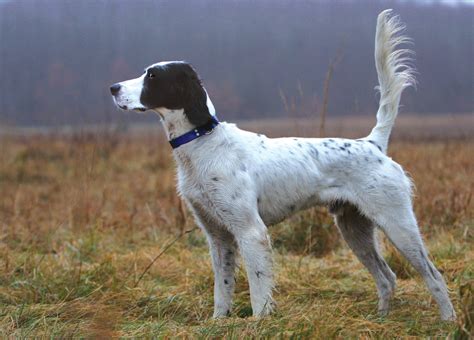 English Setter dog side view photo and wallpaper. Beautiful English Setter dog side view pictures