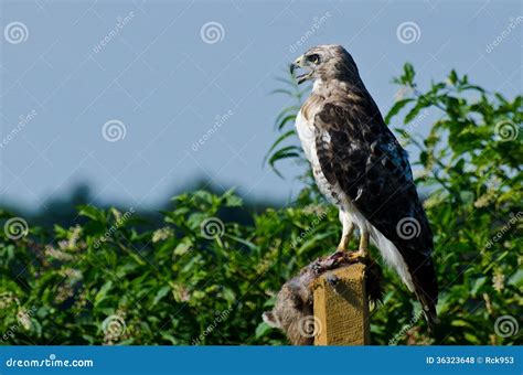 Red-Tailed Hawk With Captured Prey Royalty Free Stock Photos - Image: 36323648