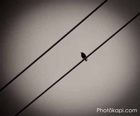 Bird on a Wire – Photokapi.com