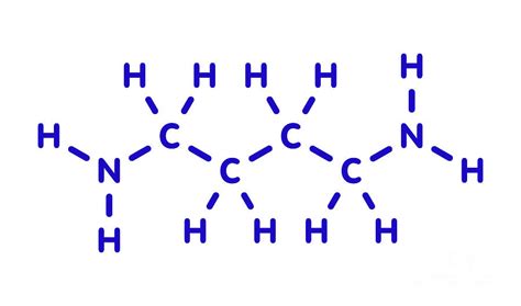 Putrescine Foul Smelling Molecule Photograph by Molekuul/science Photo ...