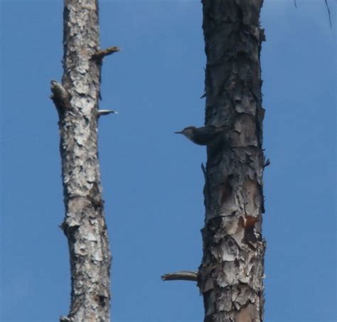 Bird feared on verge of extinction sighted in Bahamas | CBC News