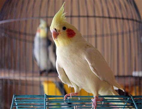 Top 5 Friendly Bird Species That Make Great Pets