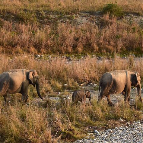 Corbett Tiger Reserve (Jim Corbett National Park) - All You Need to ...