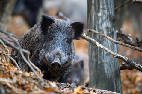 Premium Photo | Male wild boar in autumn forest