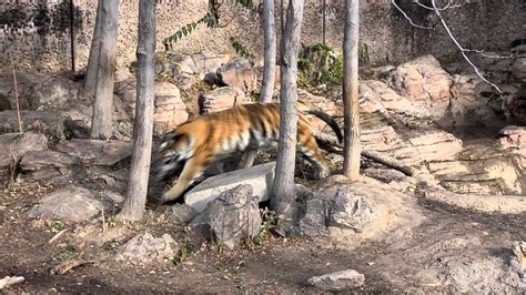 Tiger Attack at the Denver Zoo - YouTube