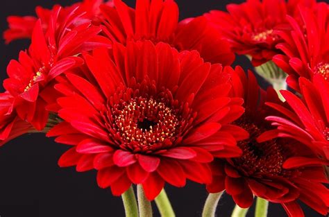 Wallpaper : gerbera, flower, bouquet, bright, red, petals, black ...