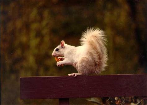 White Squirrel Gallery - White Squirrel Institute