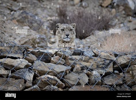 Wild Snow Leopard in Himalayas Stock Photo - Alamy