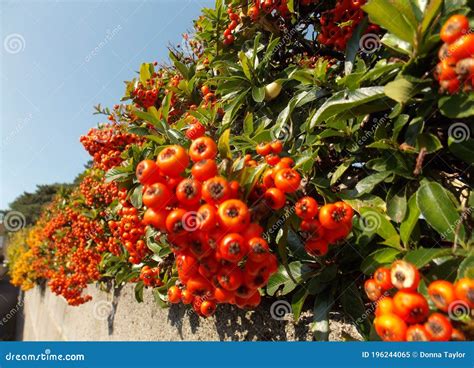 Red Orange Berries on a Hawthorn Hedge Stock Image - Image of hedging, halloween: 196244065