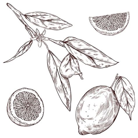 Premium Vector | Hand drawn lemon vintage sketch of lemon slice half branch leaves and flower ...