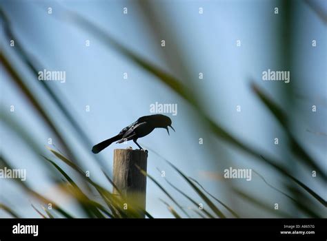 Male Boat Tailed Grackle Stock Photo - Alamy