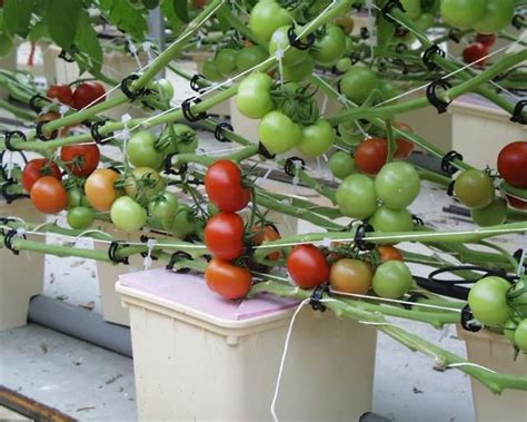 1000+ images about Hydroponic Tomatoes on Pinterest | Image search, Catalog and Hydroponics