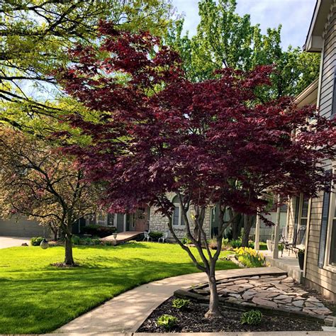 Bloodgood Japanese Maple for Sale at The Grass Pad