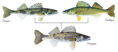 Walleye Habitat, Characteristics: Their biology & hangouts | Walleye Baits