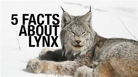 Five Fascinating Facts About Lynx - YouTube