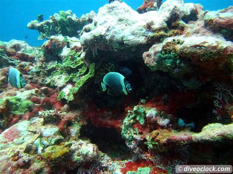 Apia - Discovering New Dive Sites in Samoa - Dive O'Clock!