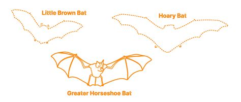 Greater Horseshoe Bat (Rhinolophus ferrumequinum) Dimensions & Drawings | Dimensions.com