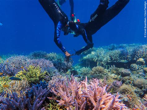 Thoughts behind coral reef conservation | Coral Guardian articles