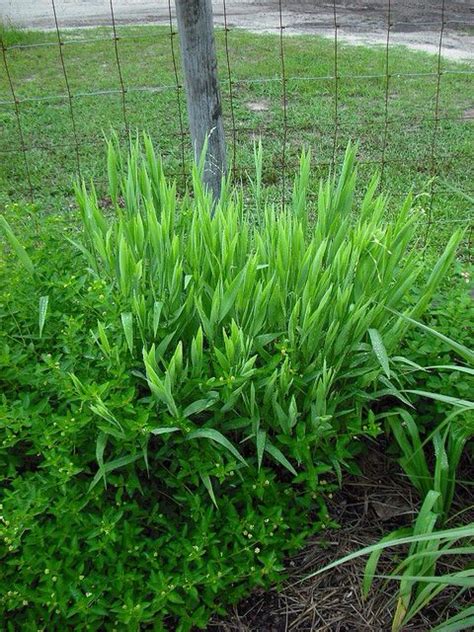 Chasmanthium latifolium Gardens