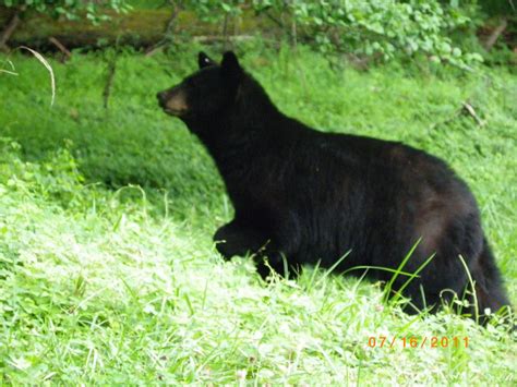 Smoky Mountain wildlife in Cades Cove | Smokey mountains, Smoky mountains, Pet birds