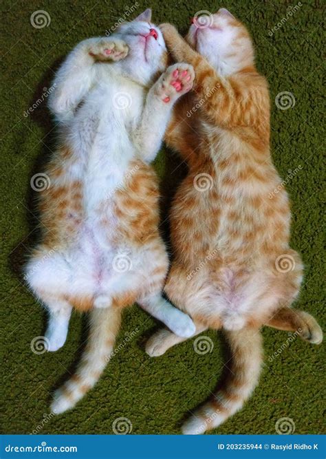 Gatos Adorables Y Adorables Durmiendo Juntos Foto de archivo - Imagen de gatos, lindo: 203235944