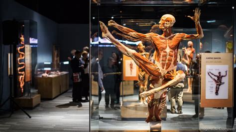 Body Worlds Decoded opens for unprecedented 10-year run at The Tech Museum of Innovation in San ...