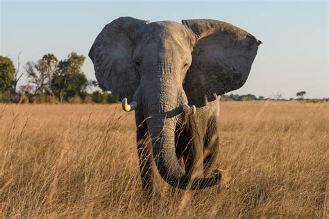 Quels sont les animaux en voie de disparition